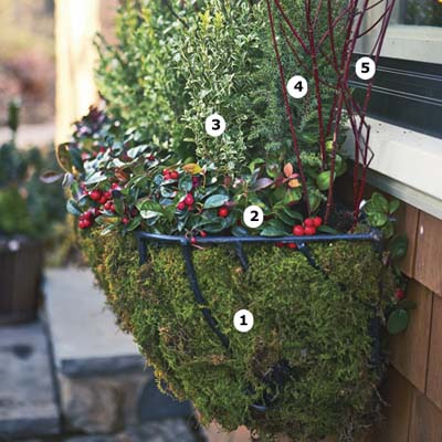 variety of plants in a wire window box