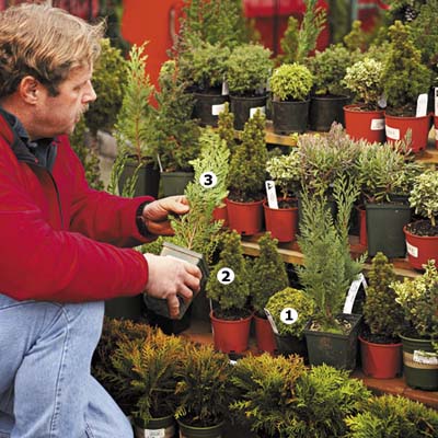 miniature plants good for cold weather
