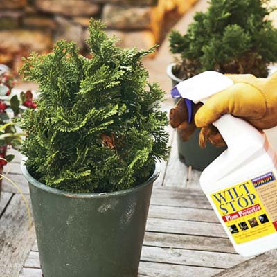 spray plants with antidesiccant