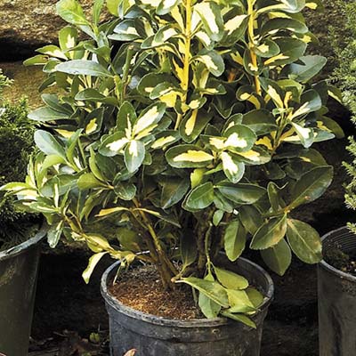 'Golden Maiden' evergreen plants for winter