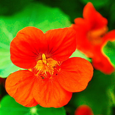 nasturtium edible flower 
