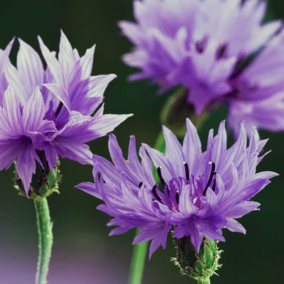 Cornflower edible flower 