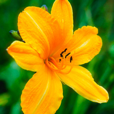 Daylilies edible flower 