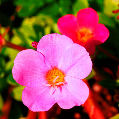 Portulaca edible flower 