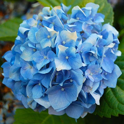 Grow Blue Hydrangeas  10 Uses for Coffee Grounds  This Old House