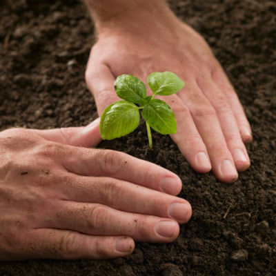 planting a seedling 