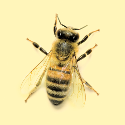 honeybee