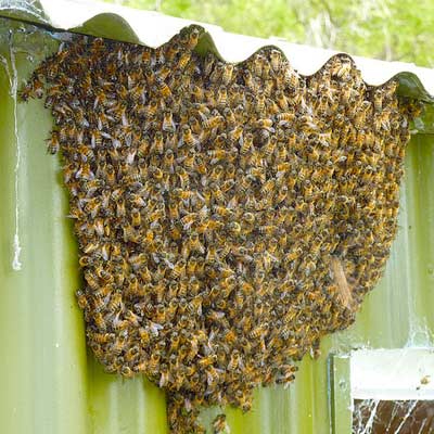 honeybee nest