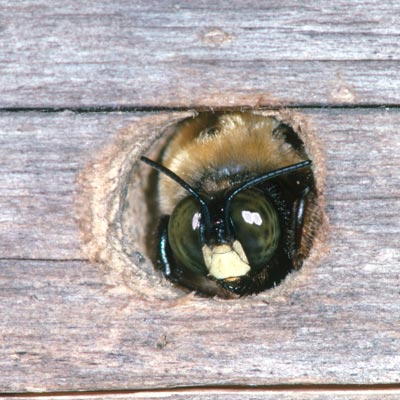 carpenter bee nest