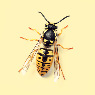 yellow jacket