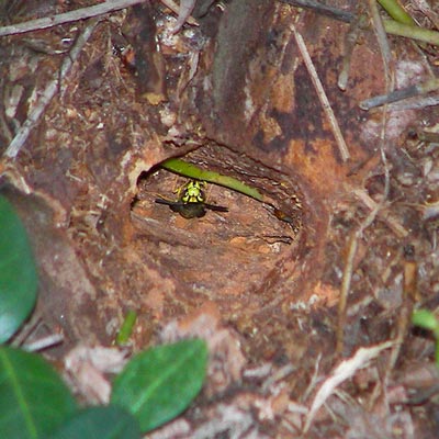 yellow jacket nest 
