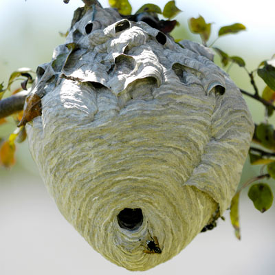 hornet nest