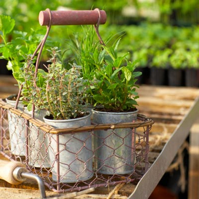 fresh herbs