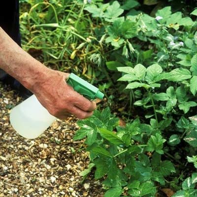 spraying weeds with vodka