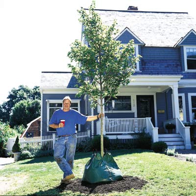 man standing beside newly planted deciduous tree in yard in front of house