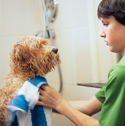 Dog being bathed in canine washing station.