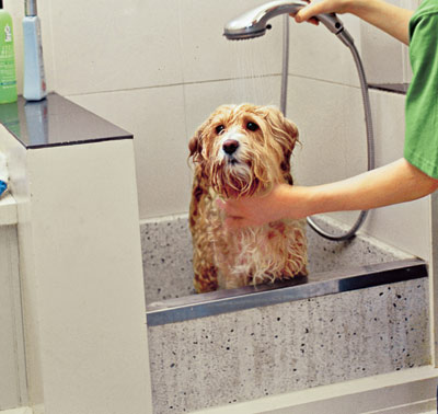 Large tub in canine (dog) washing station