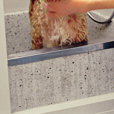Dog in tub of canine washing station