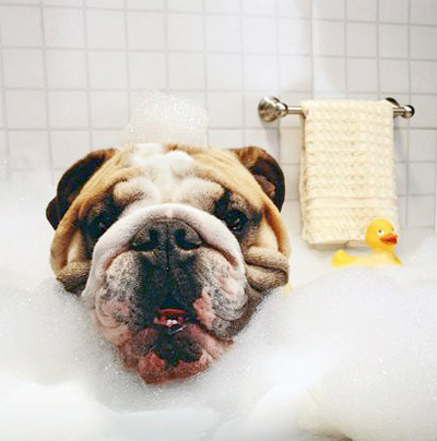 Dog taking a bath in canine cleansing station