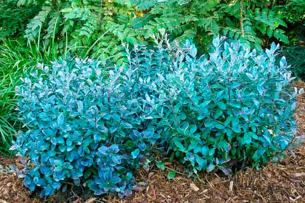 Top 100 Products 2012 outdoor living blueberry plant