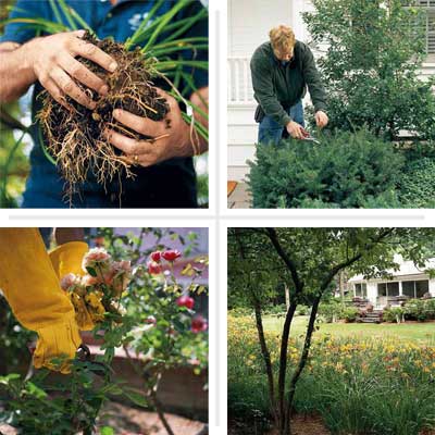 Don't Be Afraid to Make the Cut when dividing and pruning plants