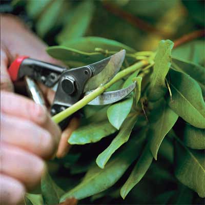 how to prune shrubs when dividing and pruning plants