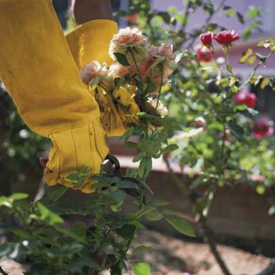 how to prune roses when dividing and pruning plants