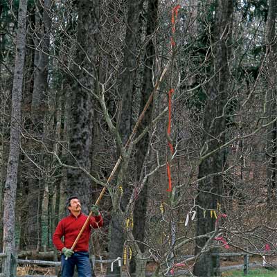 How to Prune Small Ornamental Trees when dividing and pruning plants
