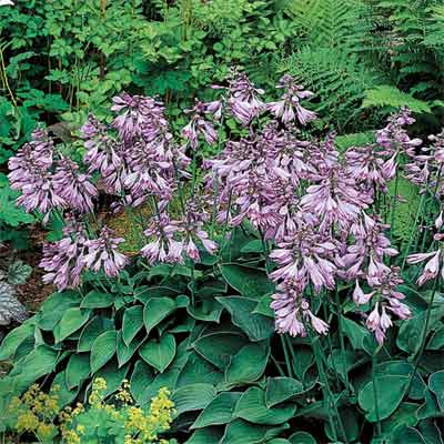 How to Divide Plants when dividing and pruning plants