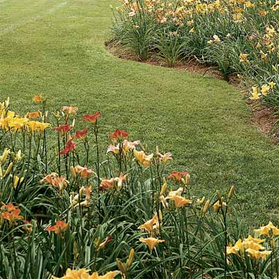 How to Divide Daylilies when dividing and pruning plants