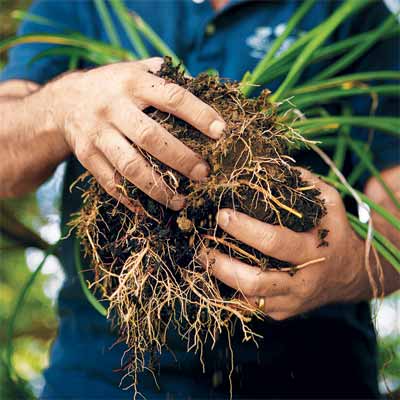 How to Divide Overgrown Perennials when dividing and pruning plants
