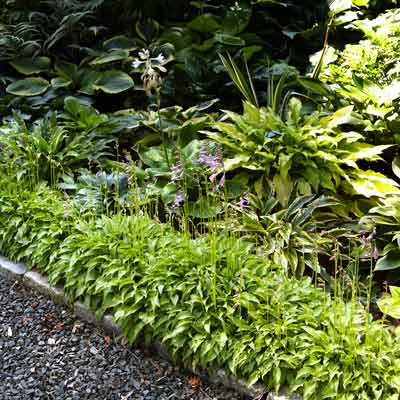 'Lemon Lime' and 'Pineapple Juice' hostas line a walkway