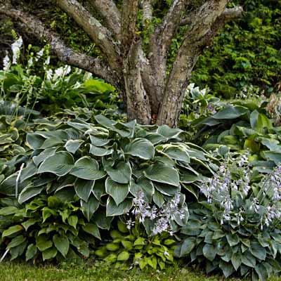 'Tom Schmid' and other shade-tolerant hostas around tree tunk 