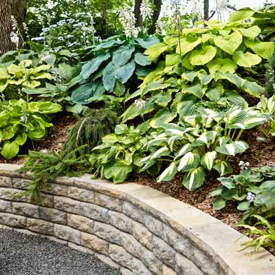 hostas plants on a slope above a retaining wall to hold soil 