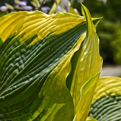 'Atlantis' hosta