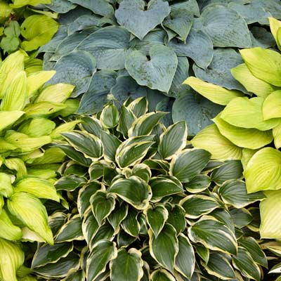 'Moon Lily,' 'Peedee Gold Flash' and 'Sundance' hostas