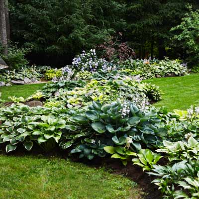 hosta borders for lawn 