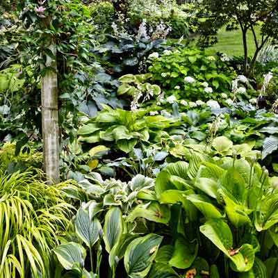 hostas, blue mophead hydrangea, Japanese forest grass, pink clematis vine, lavender and white flowers