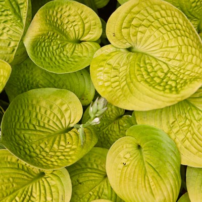 'Maui buttercups' hosta 