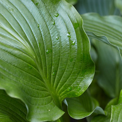 'Cutting edge' hosta