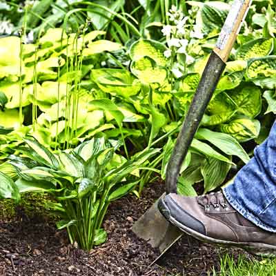 how to split a hosta 