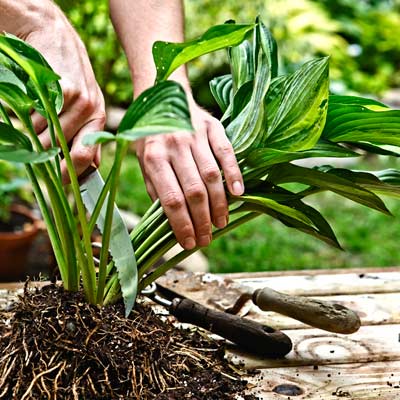 how to split a hosta 