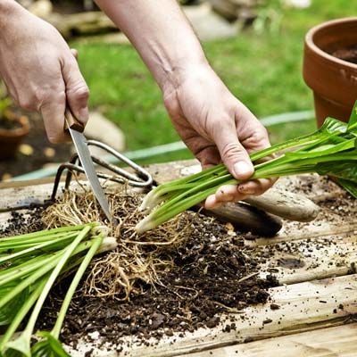 how to divide a hosta 