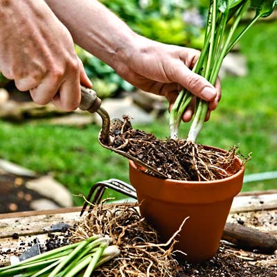 how to divide a hosta