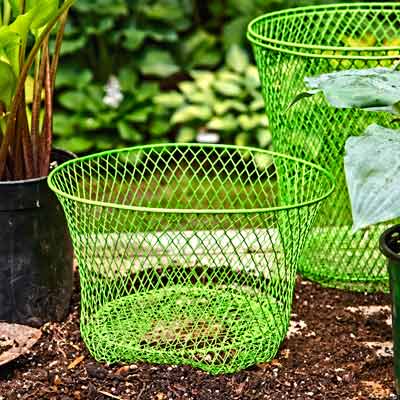 how to use a mesh basket to protect against vole damage