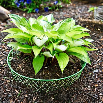 how to use a mesh basket to protect against vole damage