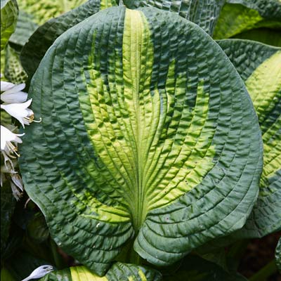 where to find unusual hosta varieties grow a lush shade where to find unusual hosta varieties grow a lush shade