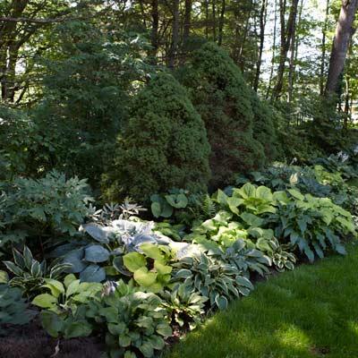 hosta 