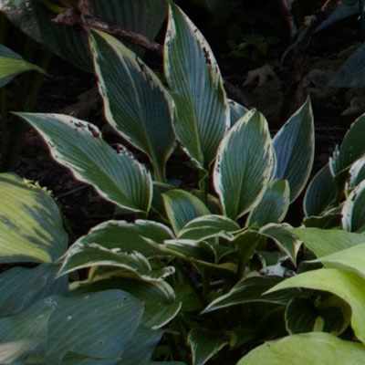 hosta 