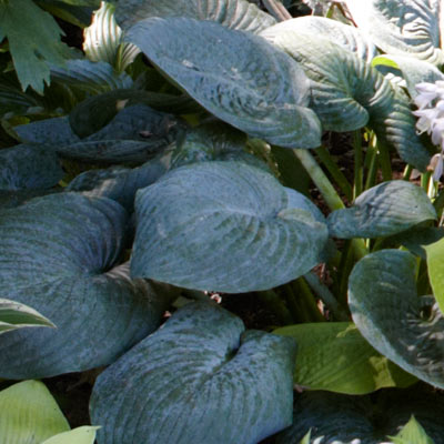 hosta 